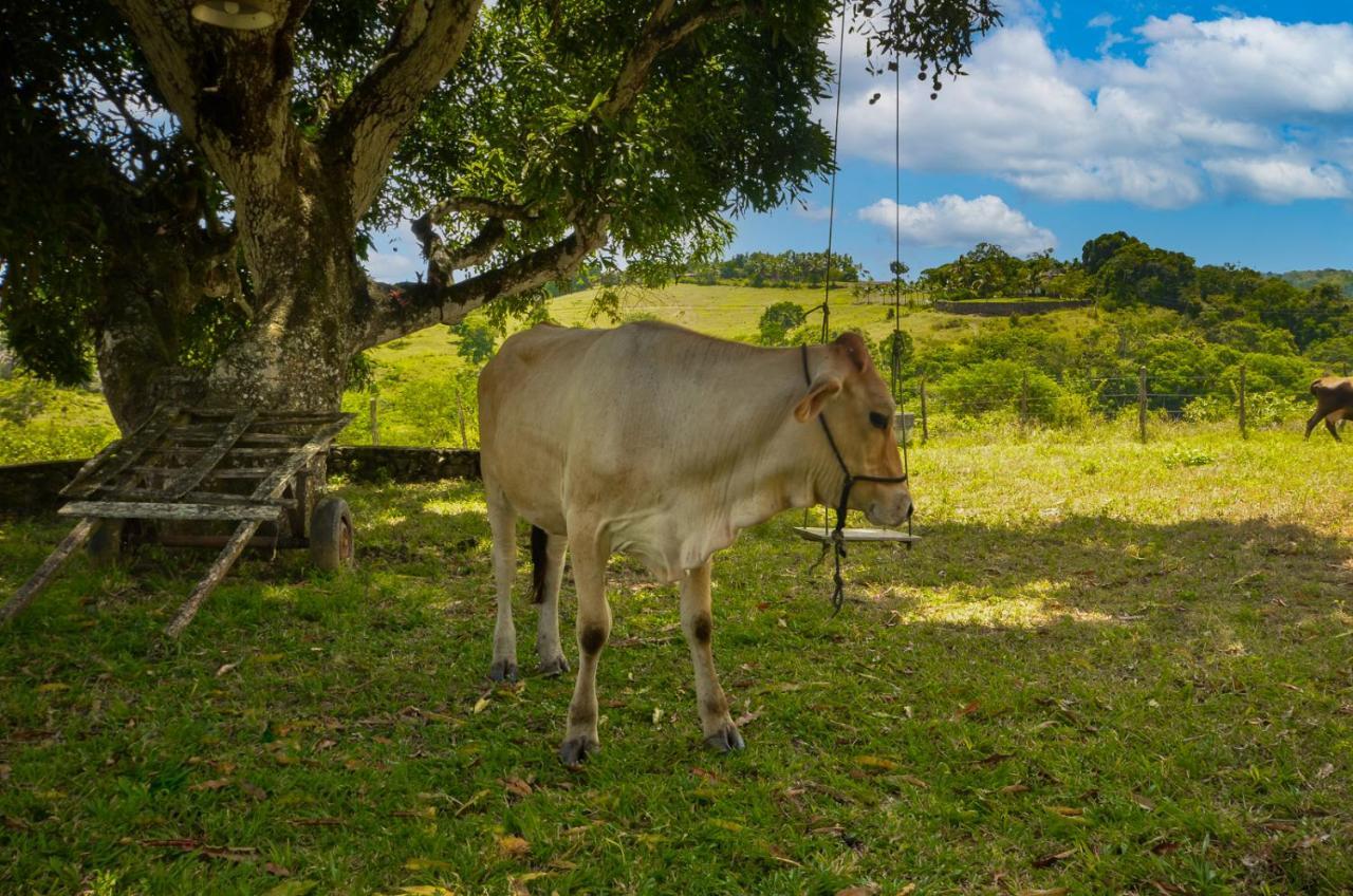 Fazenda Serra Da Copioba Homestay Santo Antonio de Jesus